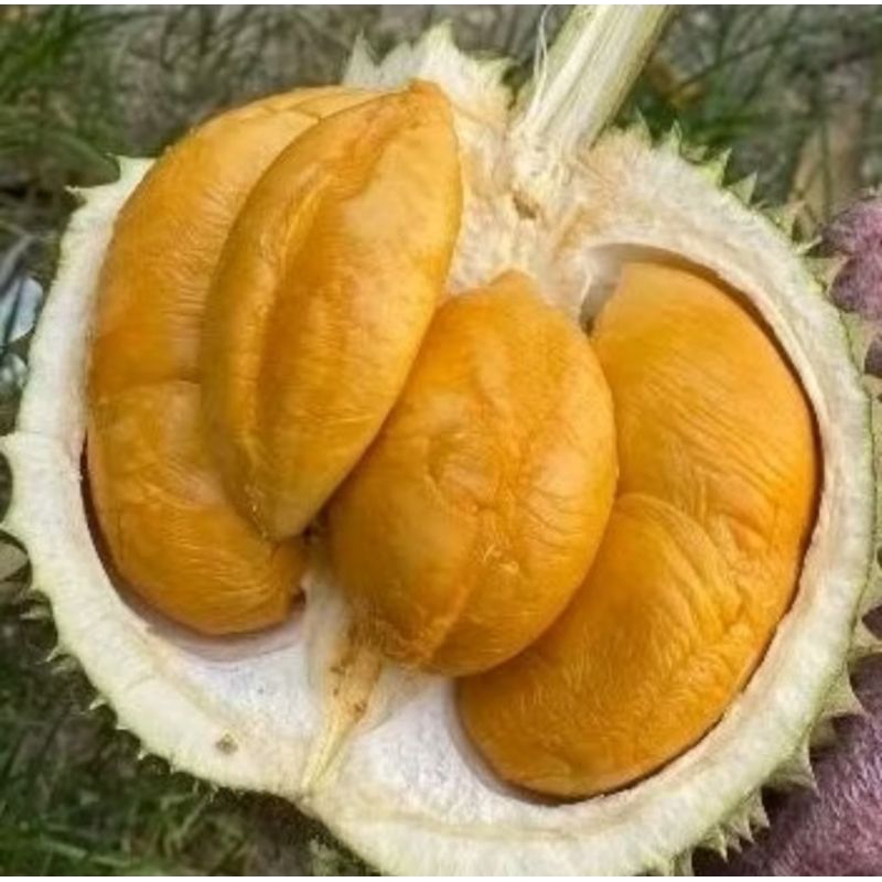 

TERLARIS!! PROMO!! Durian duri hitam Termurah