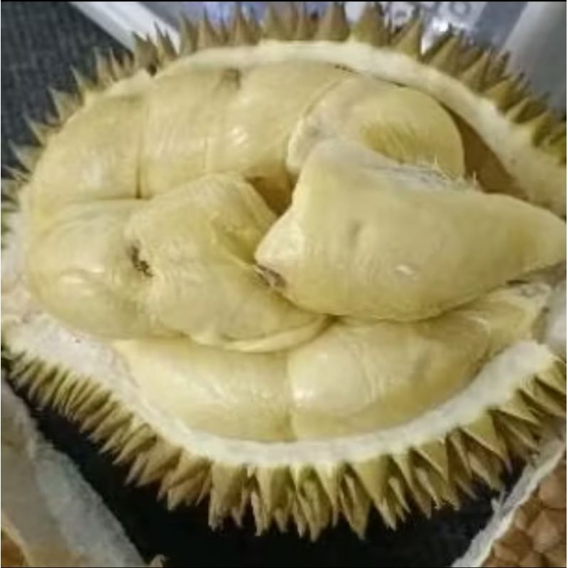 

durian pelangi