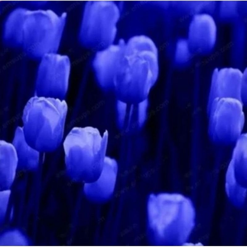 tanaman hias umbi tulip import bunga biru bukan benih