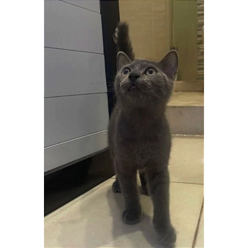 Kucing British shorthair lucu