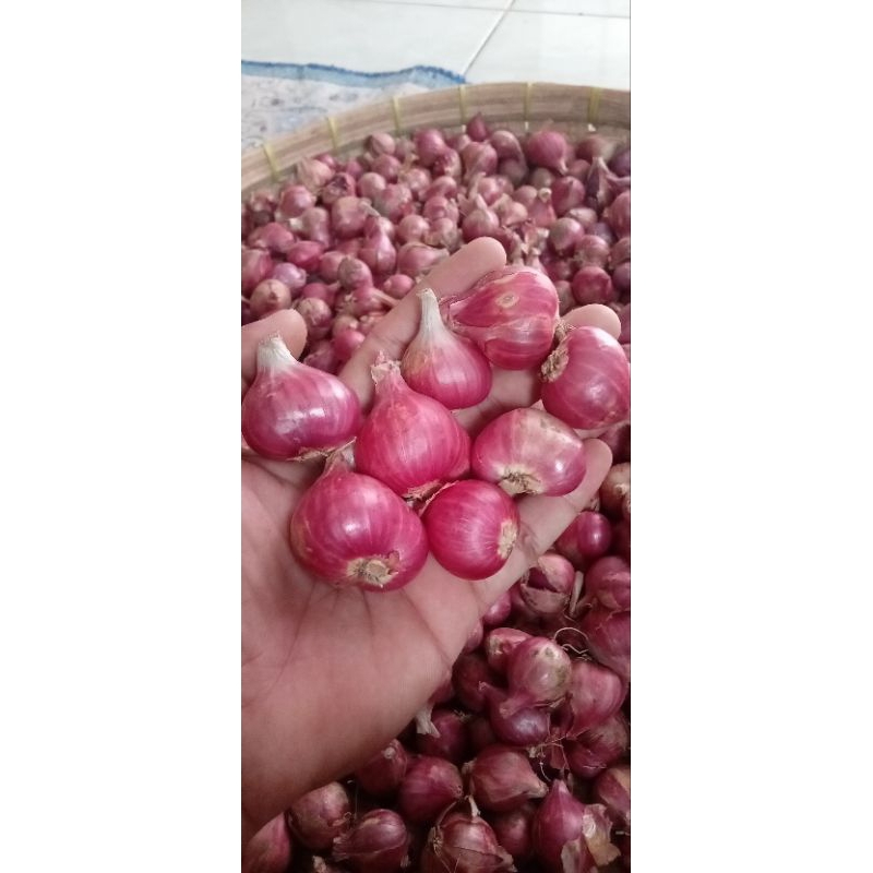

Bawang merah Probolinggo 1kg