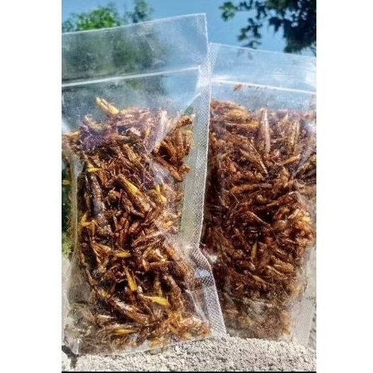 

Belalang goreng utes 250 Gram belalang padi