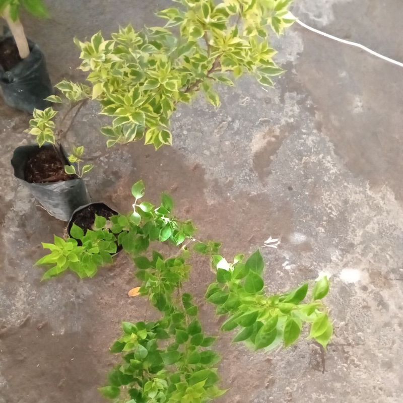 bugenvil merah fanta & varigata ungu