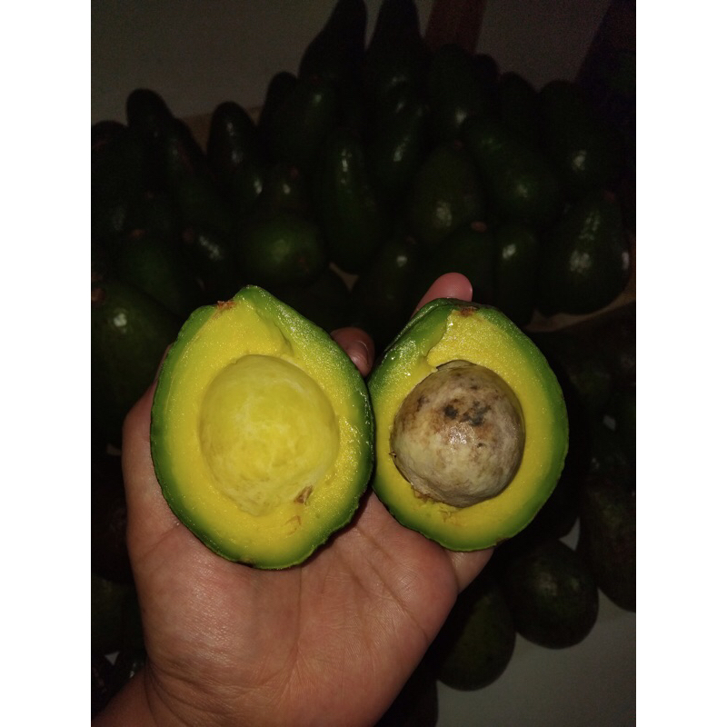 

ALPUKAT MENTEGA