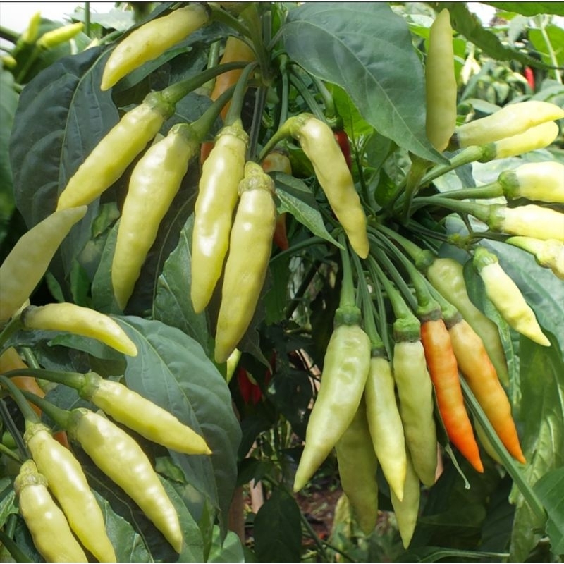 

cabe rawit kuning 1kg