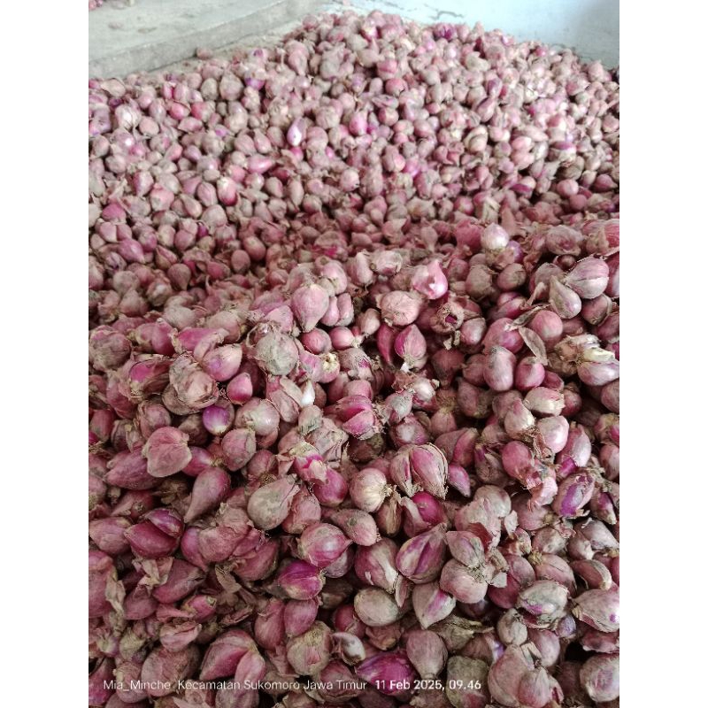 

bawang merah besar dan kecil