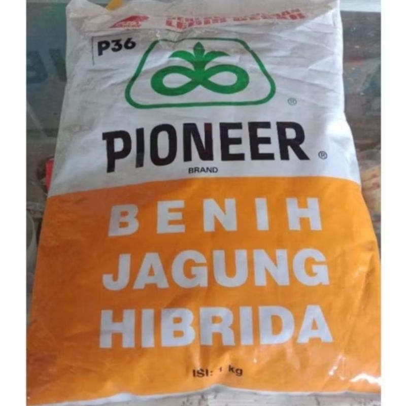 benih jagung hibrida Pioneer p36 kemasan 1kg