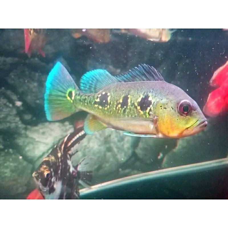 Pbass orinoco size jumbo 20cm good marking realize bergaransi