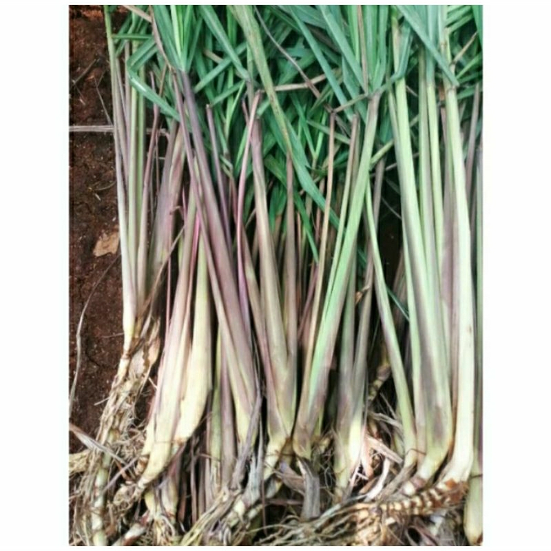 

pohon sereh wangi sereh merah 1kg