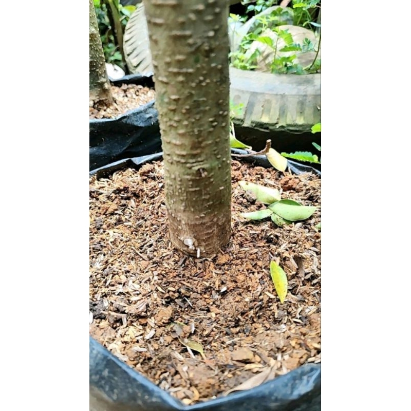 bahan bonsai bonggol anting putri