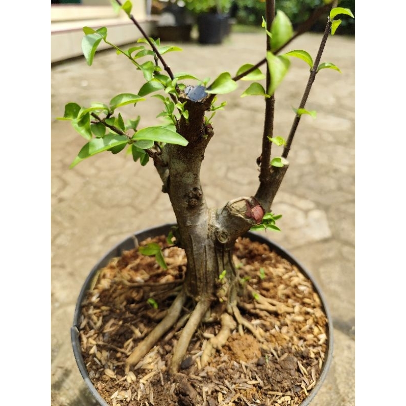 anting putri prokar prospek