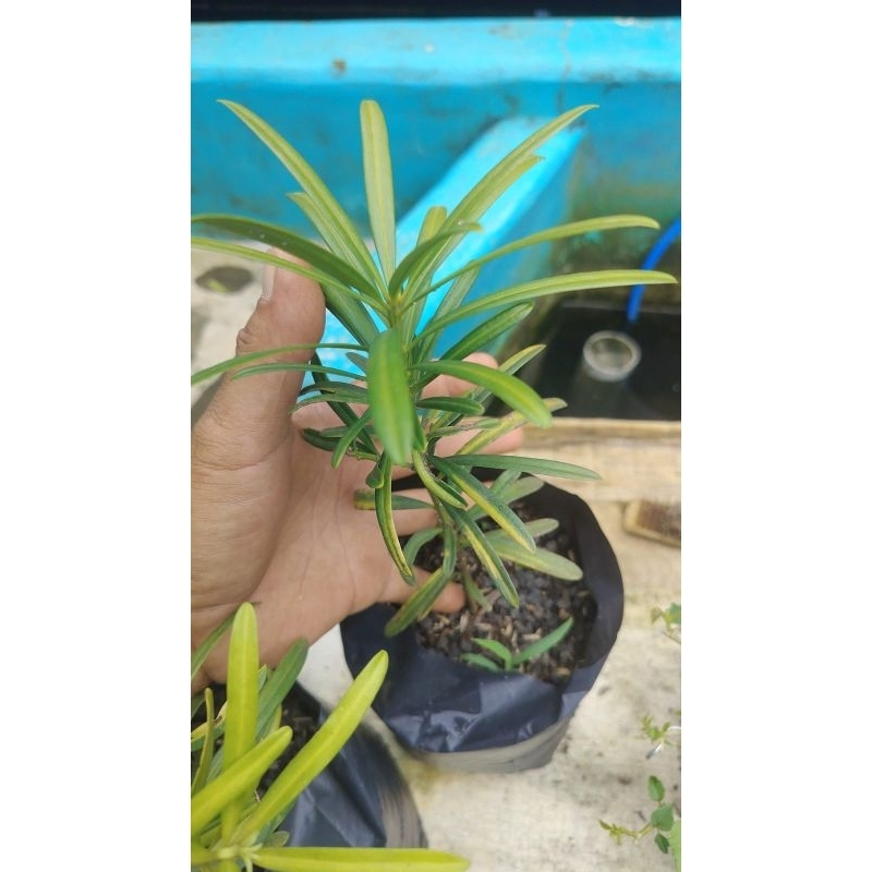 Pohon Lohansung Mawar Varigata Kuning/ Lohansung Varigata Kuning