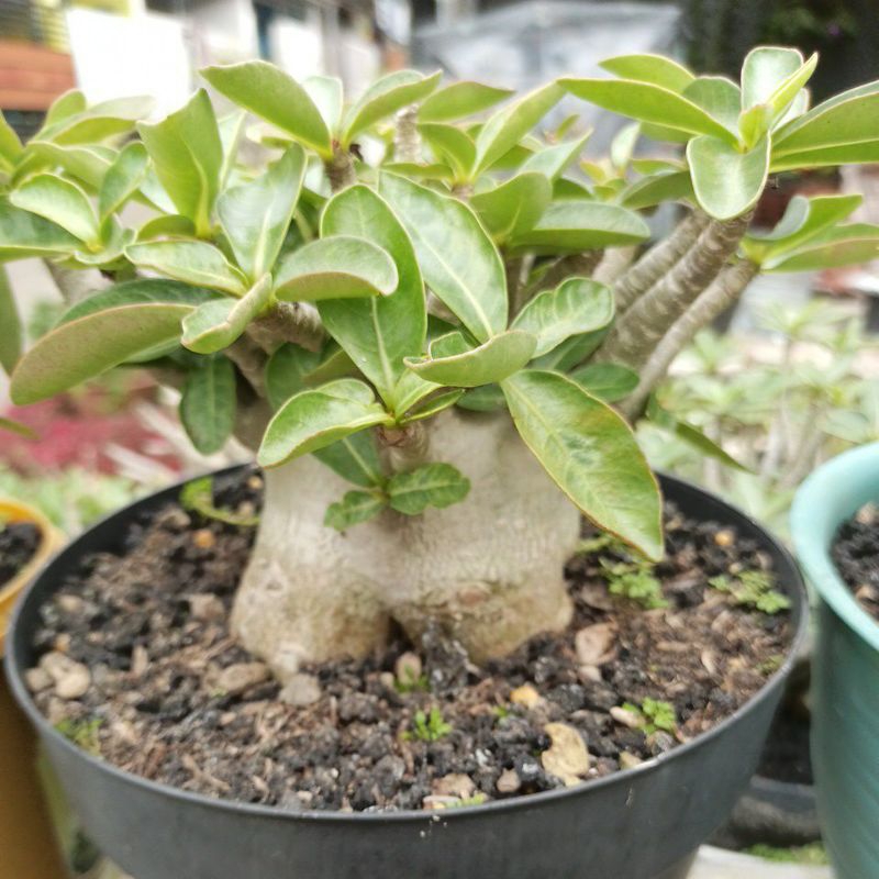 Adenium Godji