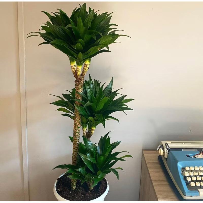 (BISA COD)PAKET 3 Tanaman Hias Dracaena Compacta / Janet Craig