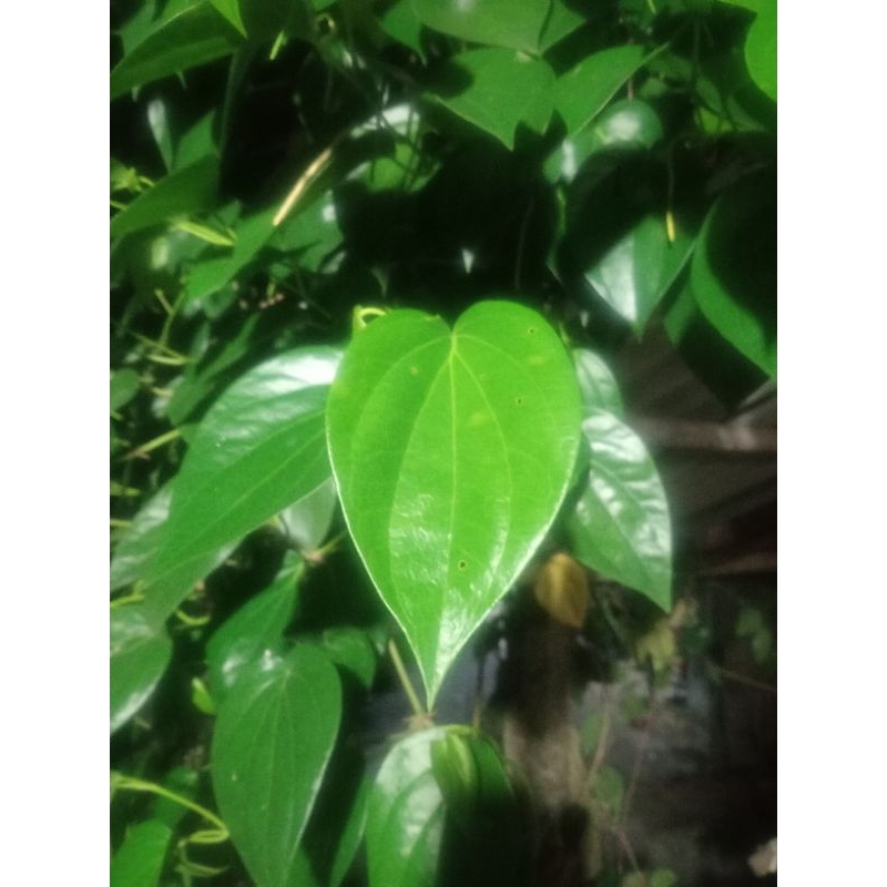 

Daun Sirih Segar Organik Minimal Order 50 Lembar Daun