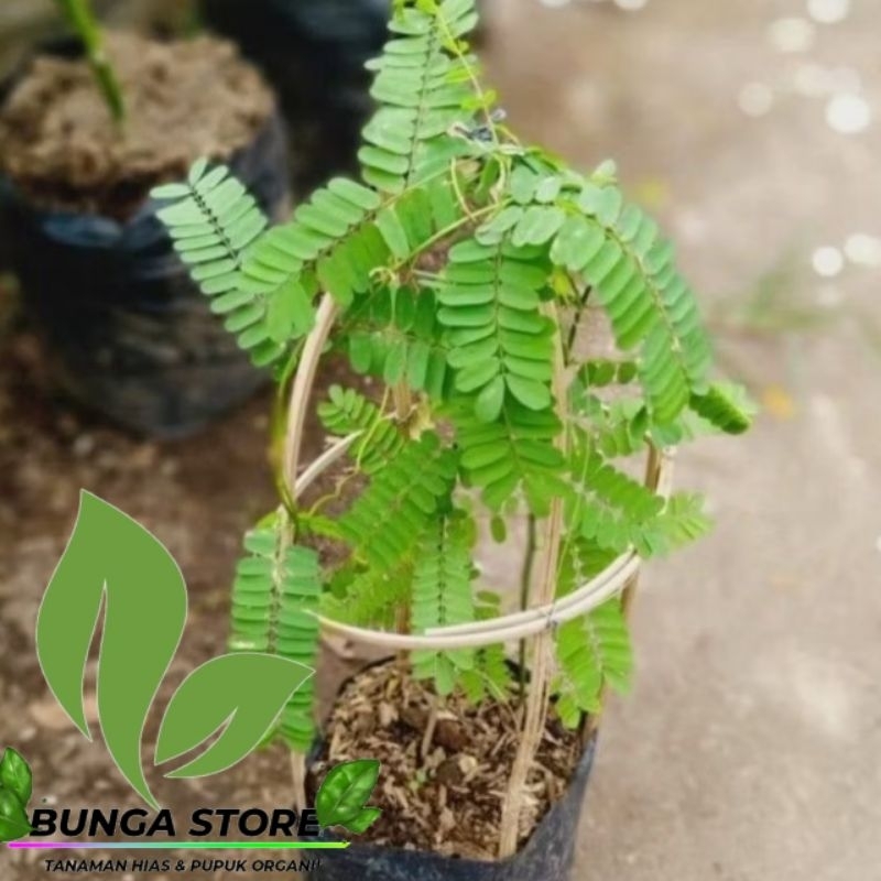 ( BISA COD ) Pohon Daun Saga Bibit Tanaman Obat Daun Saga Pohon Saga / Tanaman Herbal Daun Saga / Po