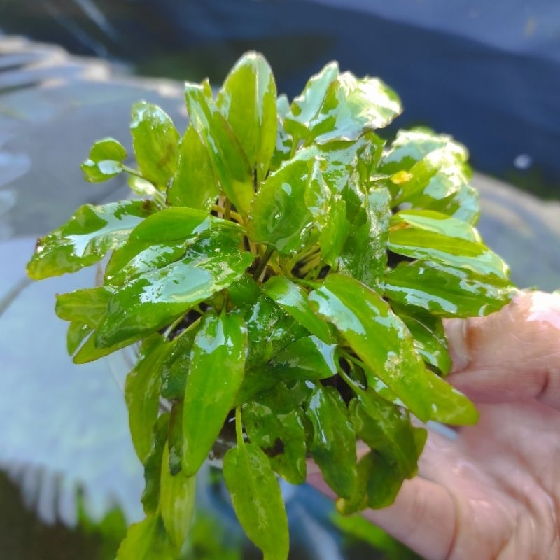 Cryptocoryne Brownze / Cryptocoryne Green gecko Kw