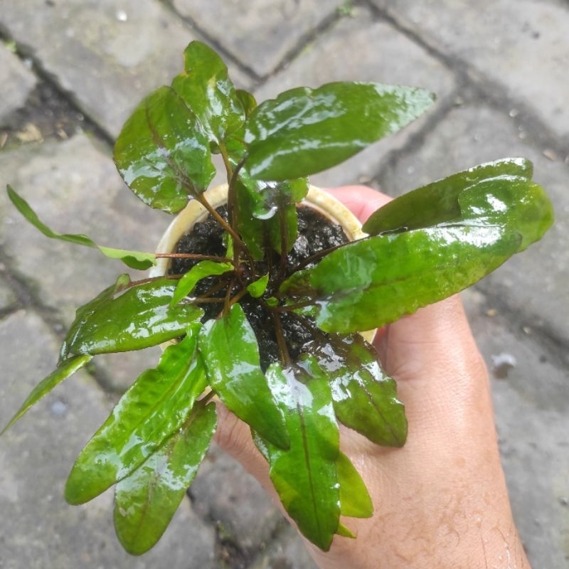 Cryptocoryne Green gecko (asli)