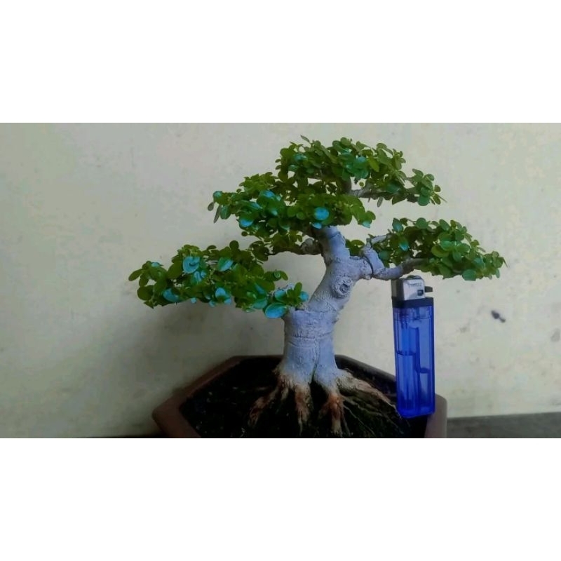 Bonsai mame sancang progam akar
