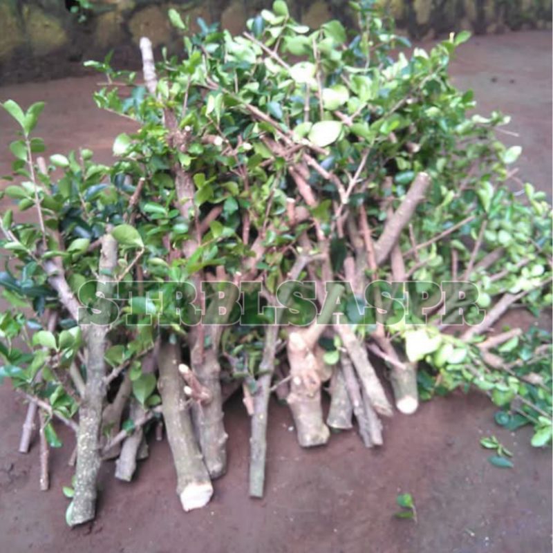 bahan stek sianci kecut per kilo dapat banyak