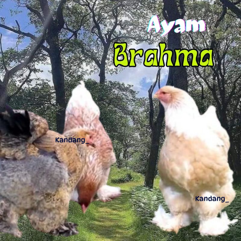 

telur ayam brahma asli siap tetas
