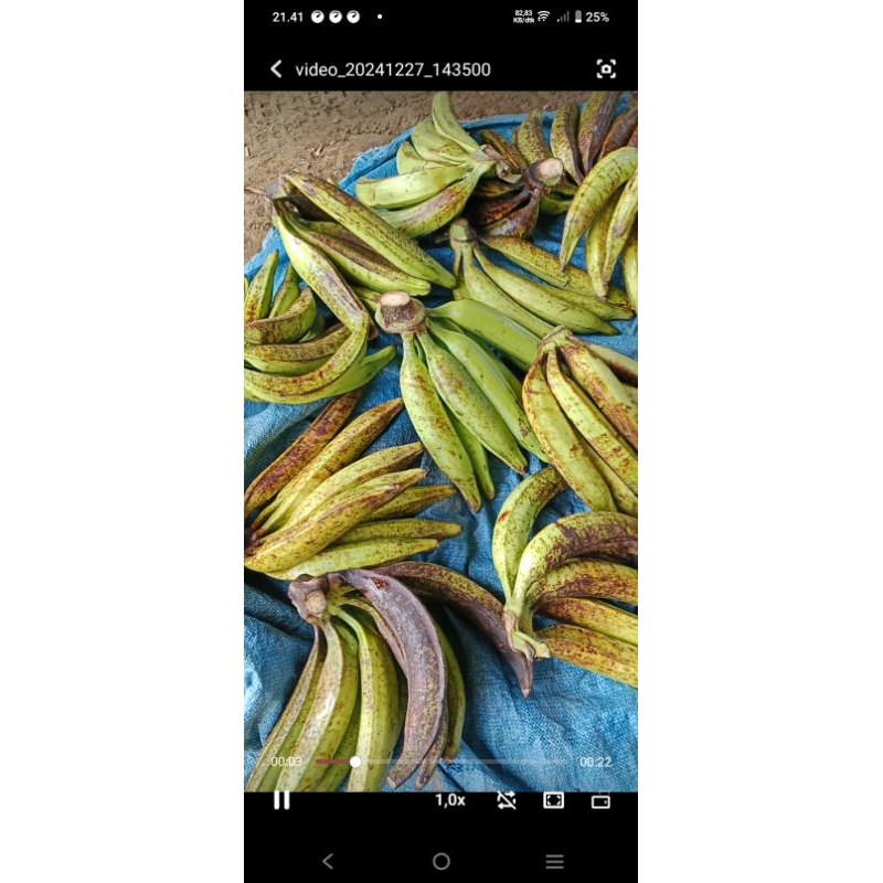 PISANG BYAR/TANDUK BERKWALITAS