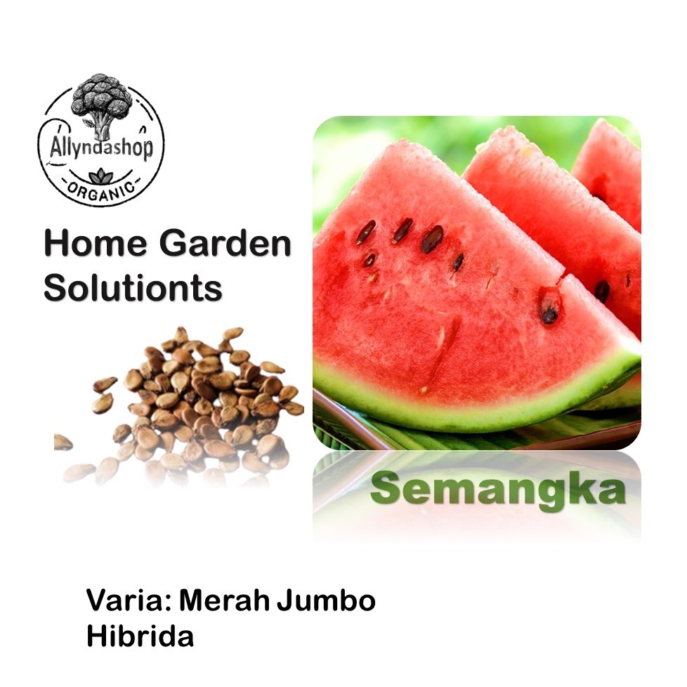 4 Biji - Bibit Buah Semangka Merah Jumbo Hibrida