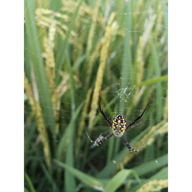 laba laba padi hidup satu ekor