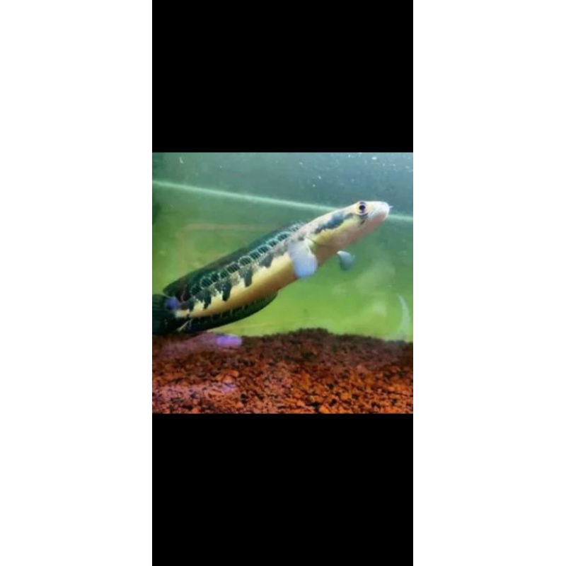 Channa Maru Yellow Jambi istimewah size 7-9cm