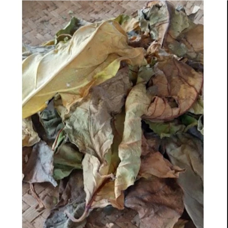 

Daun Awar Awar Kering Alami / Natural Dried Nutmeg Leaves