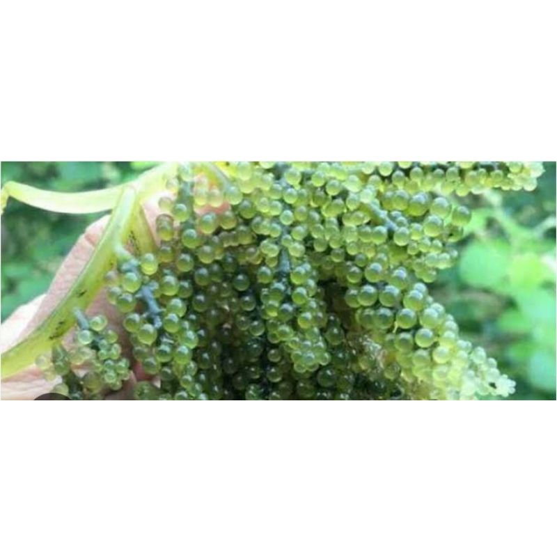 

latoh/anggur laut/lawi lawi/green caviar/bulung boni/sea grapes