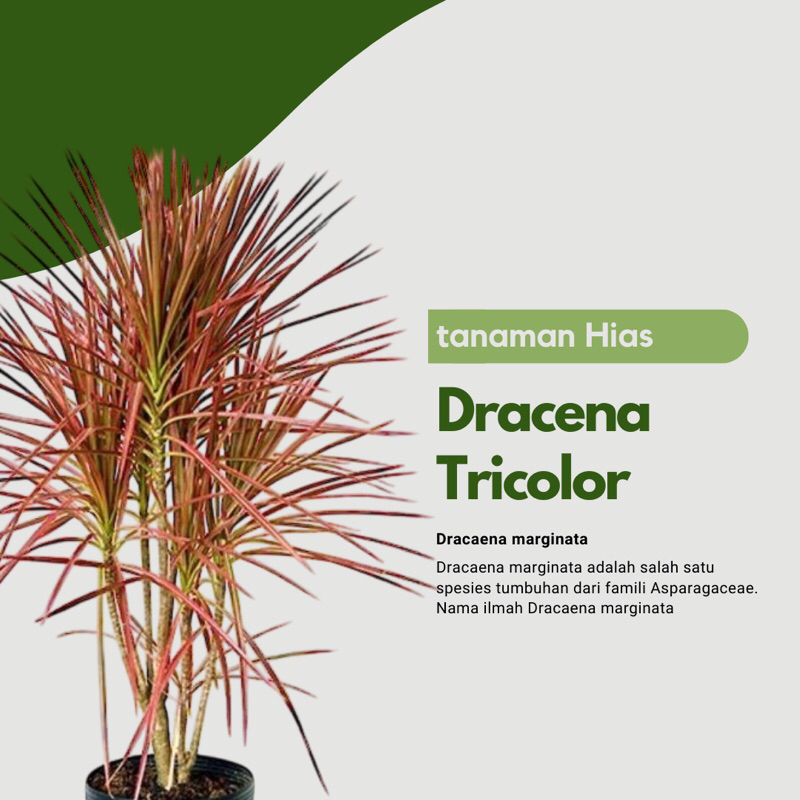 Tanaman Hias Dracena Tricolor Merah - Dracena Marginata