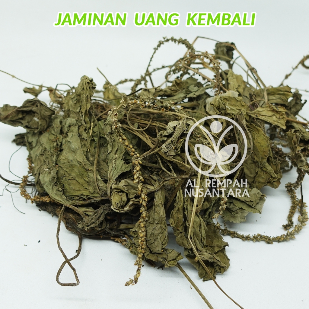 

Daun Sendok 500gr Kering atau Ki Urat Asli dan Organik
