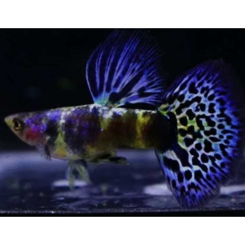 Hiasan Aquarium Blue Tiger King Cobra