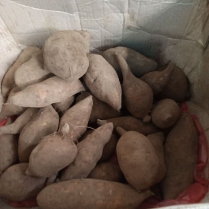 

UBI YACON / UBI YAKON / UBI SIAP MAKAN TANPA PERLU DIMASAK