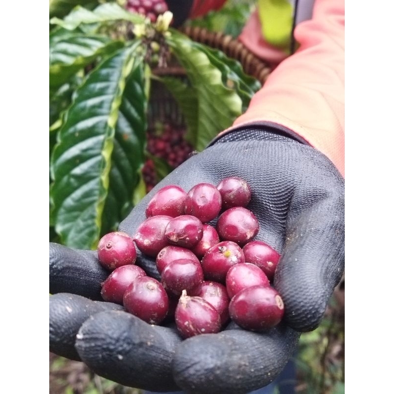 

ROBUSTA LAMPUNG PETIK MERAH 99,9%
