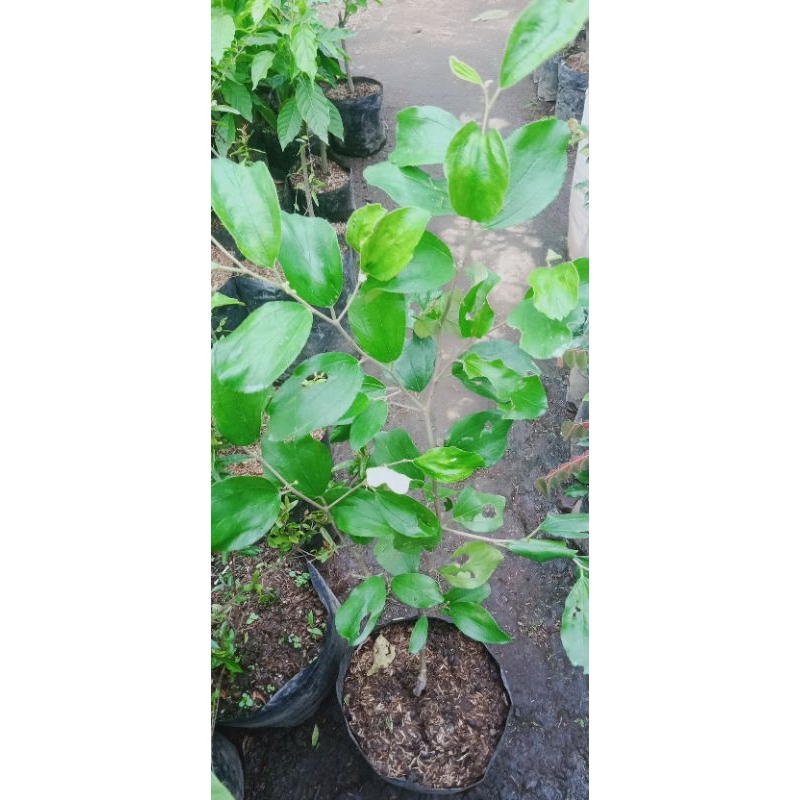 Tanaman Buah apel futsa(apel india)