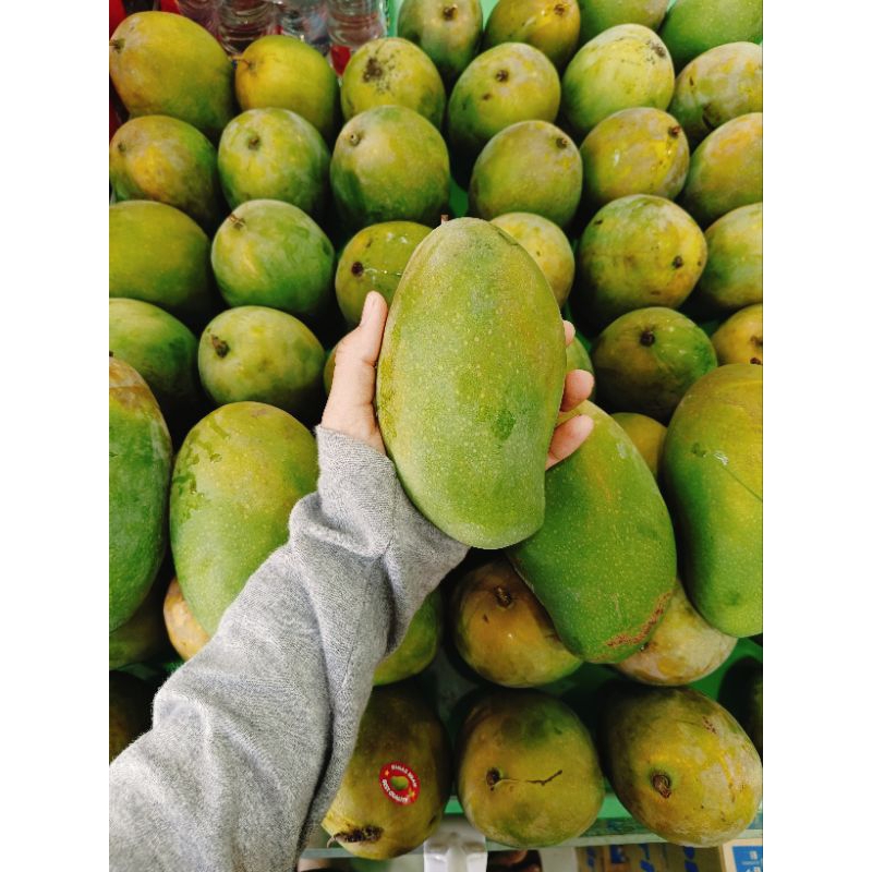 

Mangga Alpukat