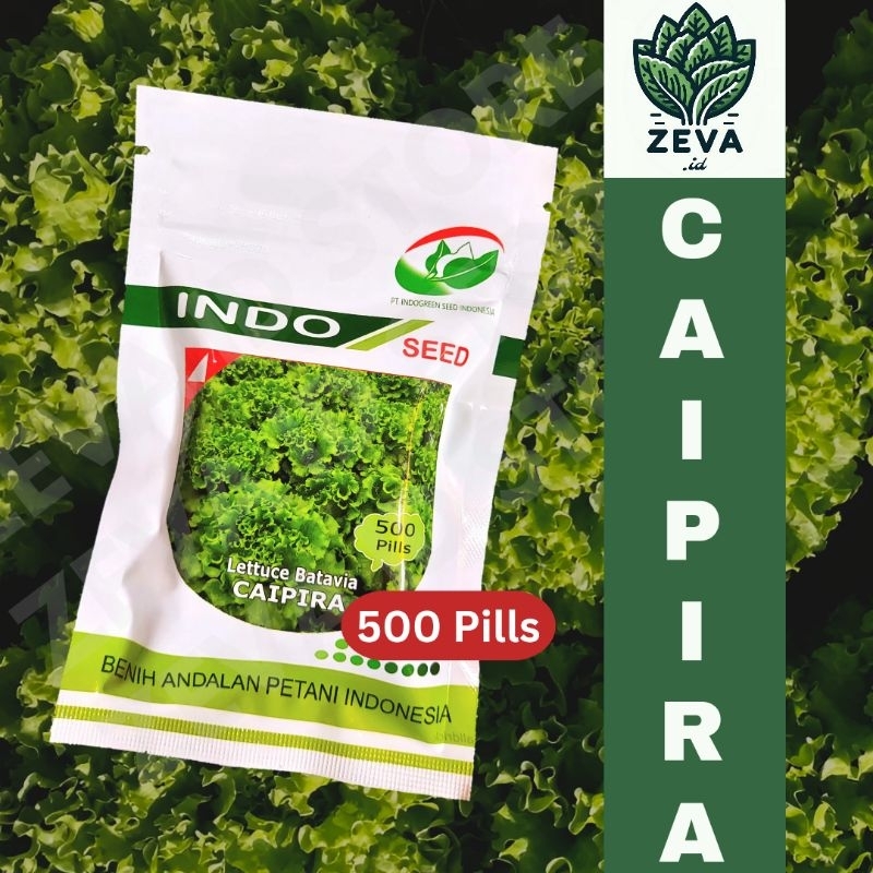 Raflezia Benih Selada Batavia Caipira 500 Pill - Indo Seed