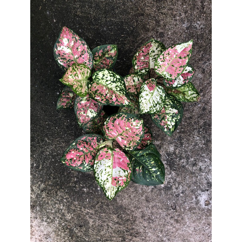 Aglaonema Dut Tricolor
