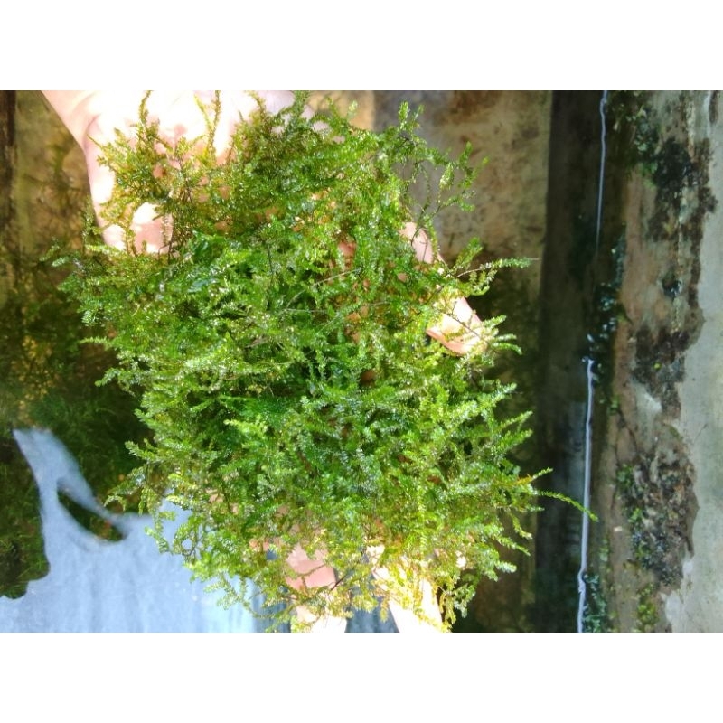 Moss Pelia Agar | Moss Weeping |  Pohon Pinus Moss Pelia | Bonsai Moss Weeping | Bonsai Moss Pelia