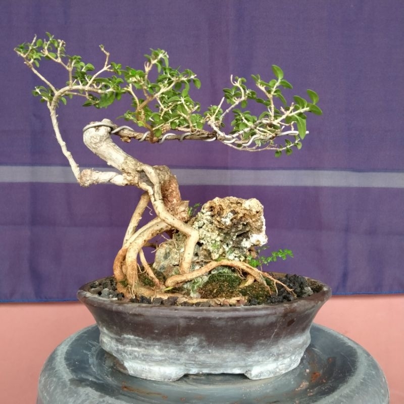 POHON BONSAI SANCANG OTR