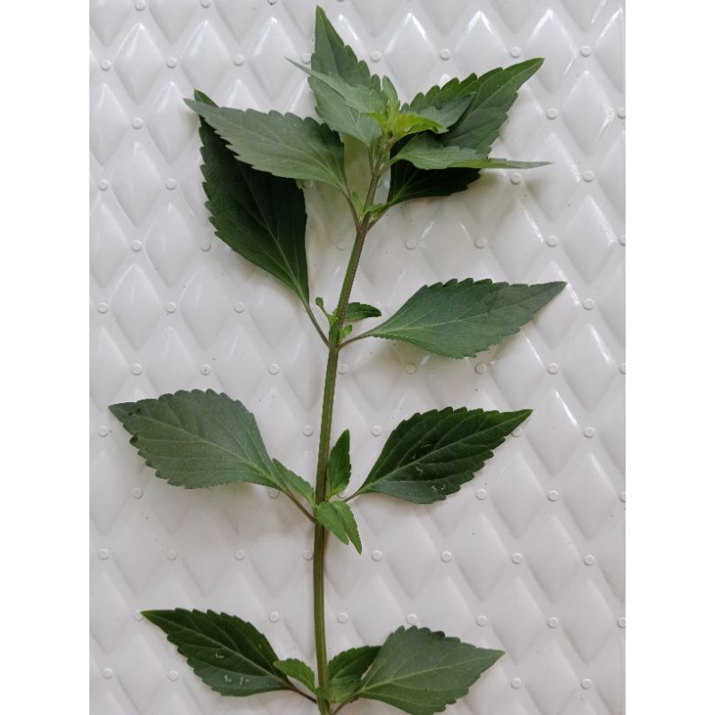 

Daun Kumis Kucing per tangkai (10 sampai 15 daun)