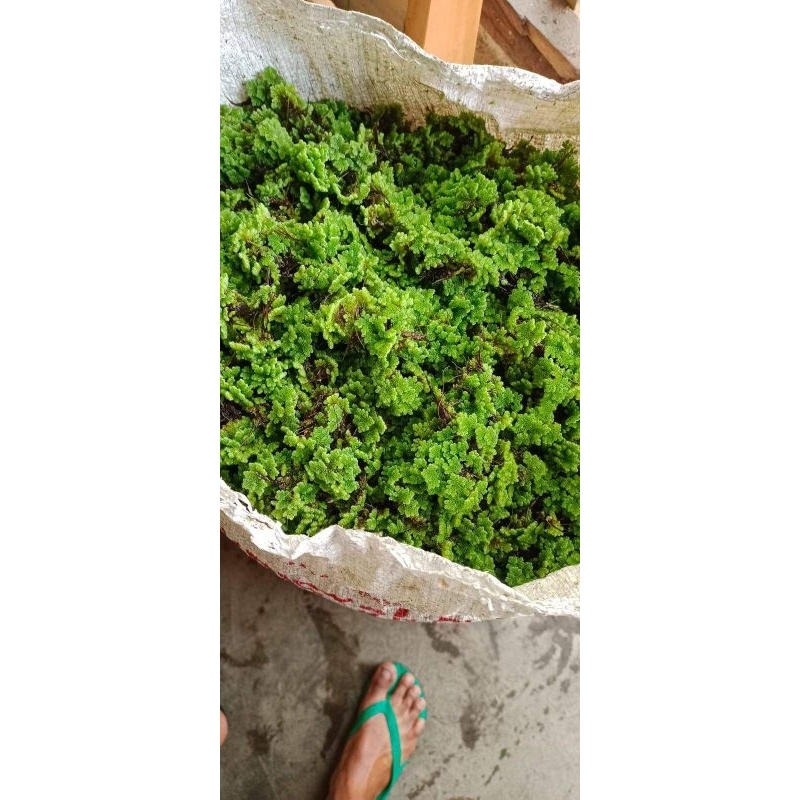 bibit azolla 500 gram