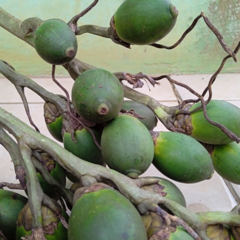 

Buah Pinang Jus Pinang Muda Original Harga 1kg/kilogram