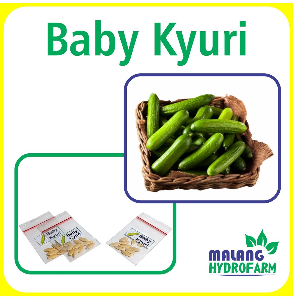 

Benih Baby Kyuri Unggulan Berkualitas biji bibit repack timun jepang hydroponik hidroponik sayuran sayur pot