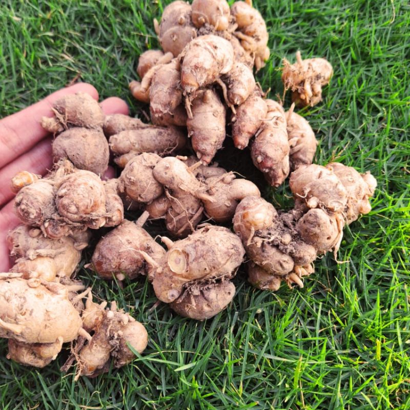 

Kencur Jawa Murah 1 kg/Kencur Seblak Segar