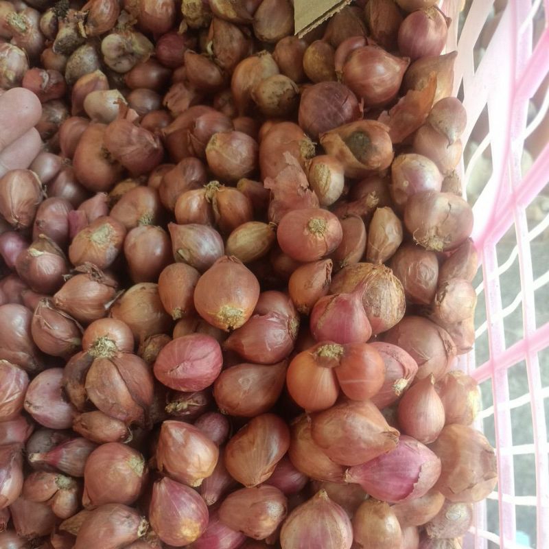 

bawang merah