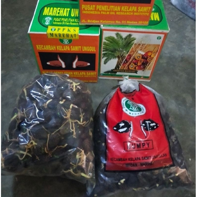 Benih sawit MAREHAT unggul Original