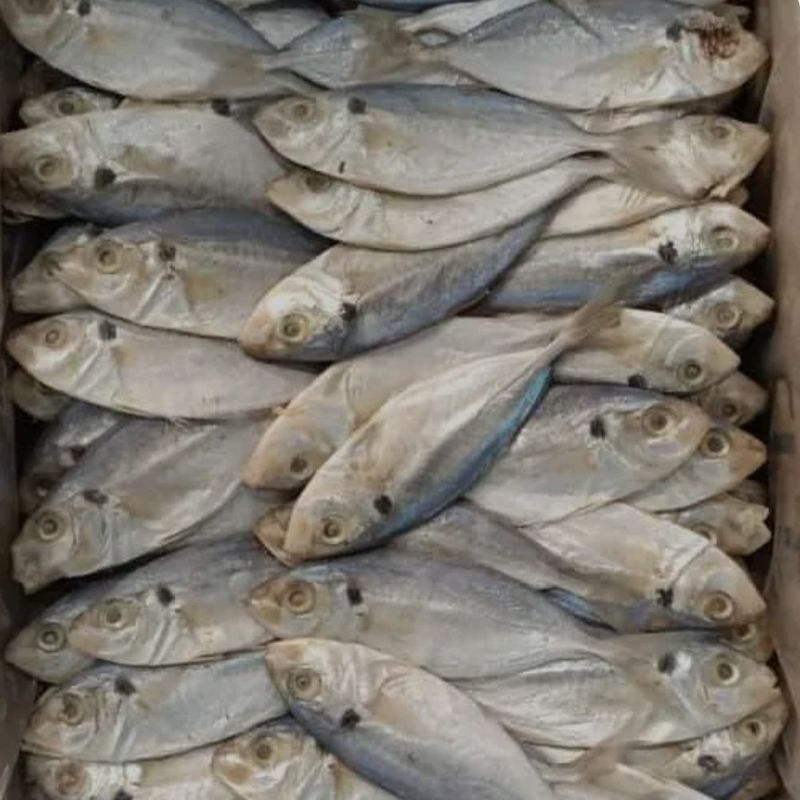 

ikan asin slar 500gr, 1000gr